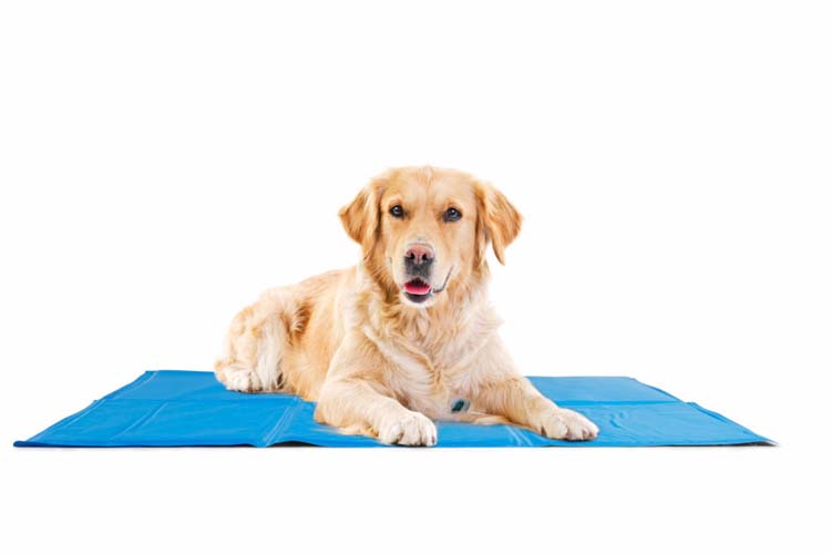 Tapis de refroidissement animaux domestiques 40x50 cm