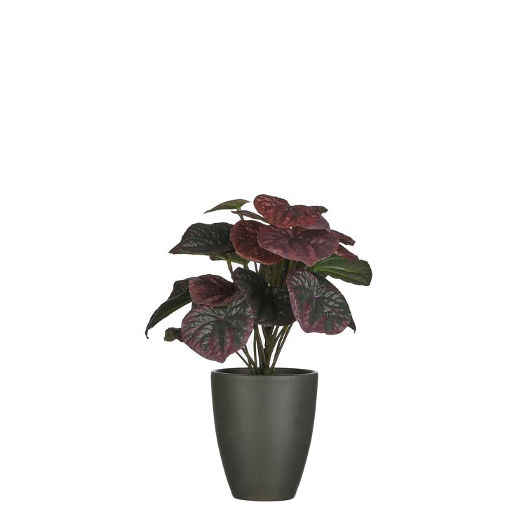 Kunstplant Peperomia bordeaux D19 cm