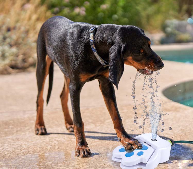 Drinkfontein hond met pedaal