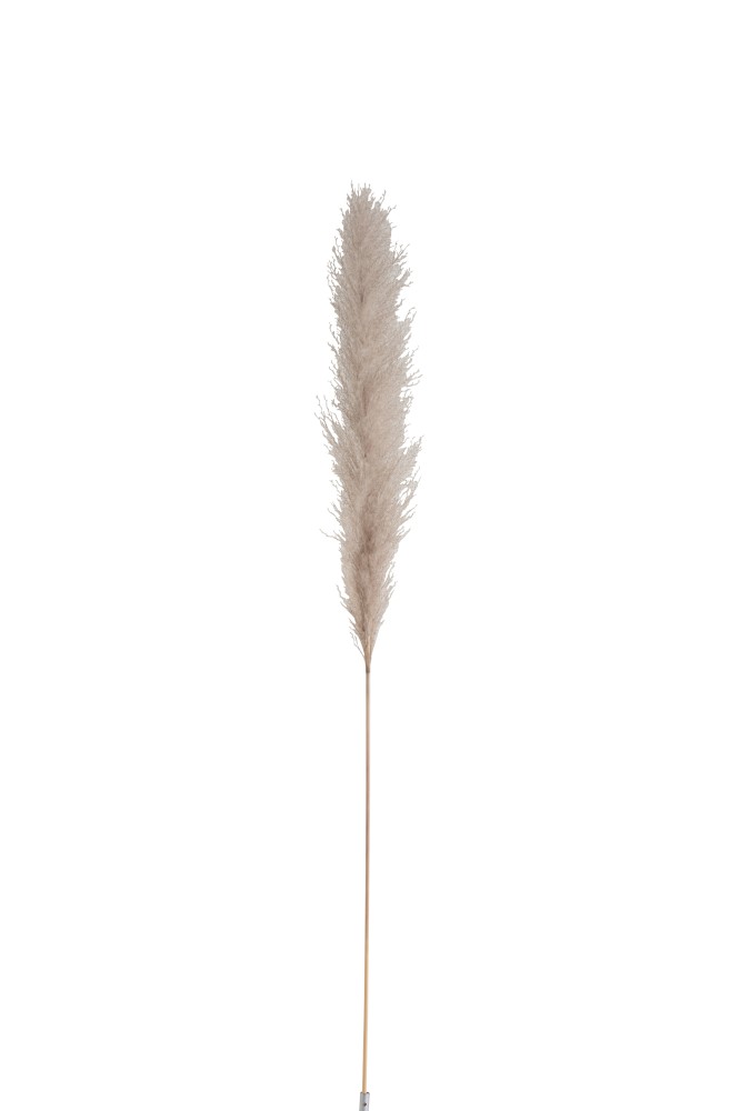 branche plume pampas vert H137 cm