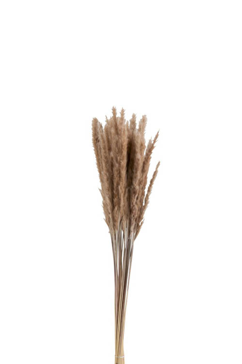 Bundel pennisetum gedroogd bruin h82cm