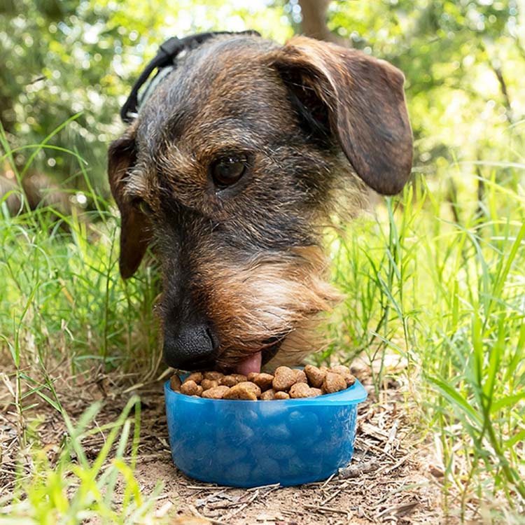 Bouteille avec distributeur d'eau et d'aliments pour animaux 2 en 1