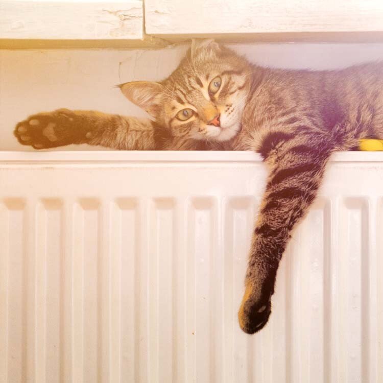 Poes op radiator